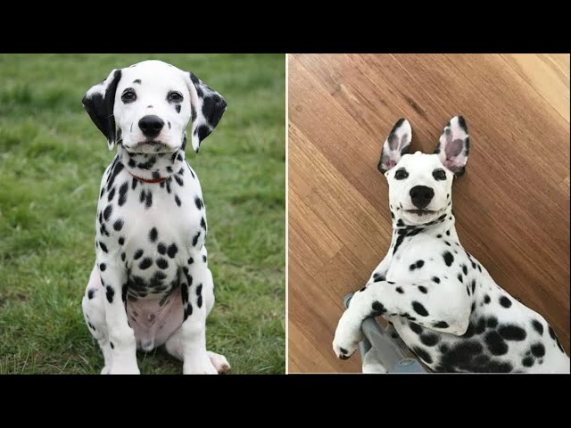 Cute and Funny Dalmatian Puppies 😂