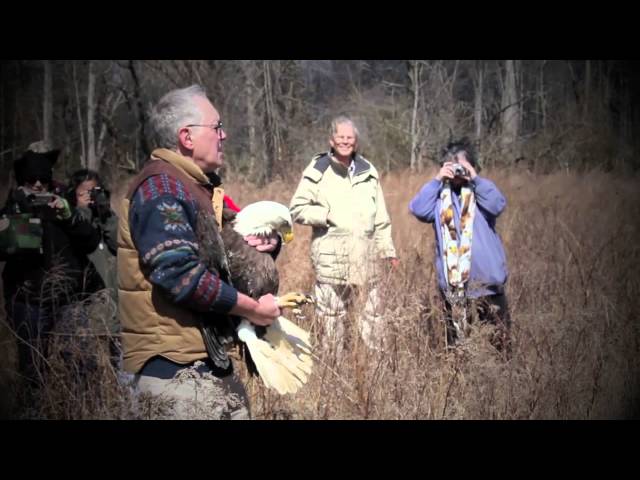 Bald Eagle Release