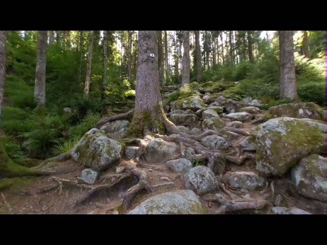 VR180 (3D) Forest diaporama