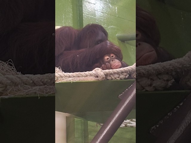Momma chimp grooms her adorable baby chimp #kansascityzoo #cuteanimals #animallovers #adorable