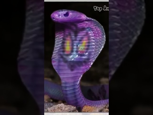 Arbok Snake Pokemon in Real Life! #shorts