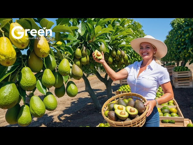 How to MILLIONS tonts of Avocado Harvested & Processed 🥑 | Agriculture Technology