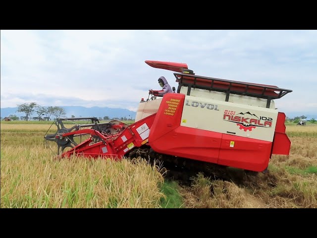 KOMBI SAWAH BESAR LOVOL NISKALA DI KUTUKULON JETIS PONOROGO