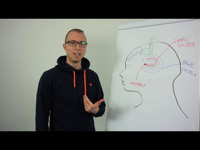 How Visualization Works | Neuroscience
