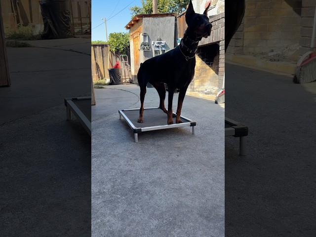 Sit. Down. Stand. Repeat. 😂 | Training Java #doberman #dobermanpinschers #dogtraining #rawdogfood