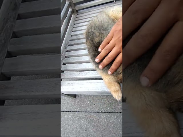 Fluffy Dog