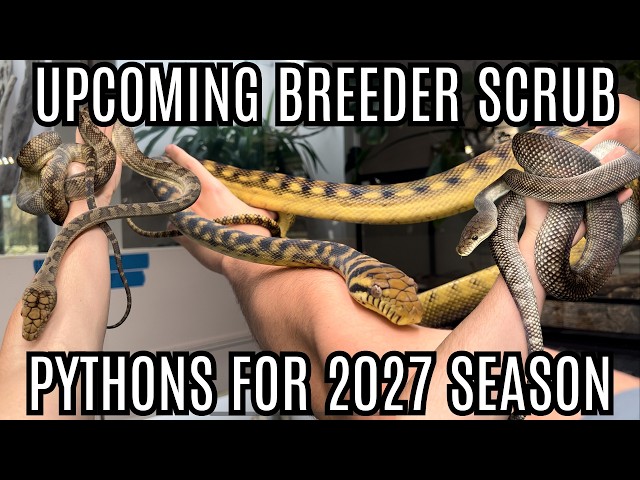 My Most Anticipated Scrub Python Pairings For 2027!