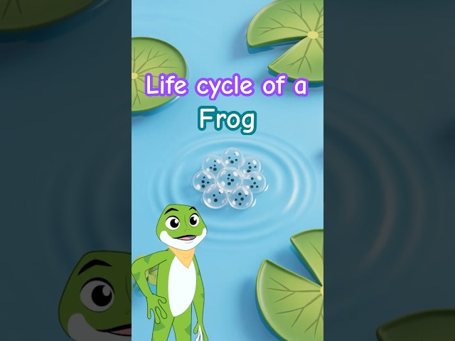 👉 “How Does a Frog Grow? 🐸 | Amazing Life Cycle for Kids #shorts”