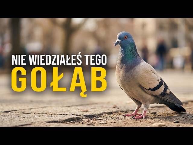 Bohater czy latający szczur — kim naprawdę jest gołąb