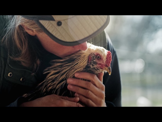 The Chicken Whisperer