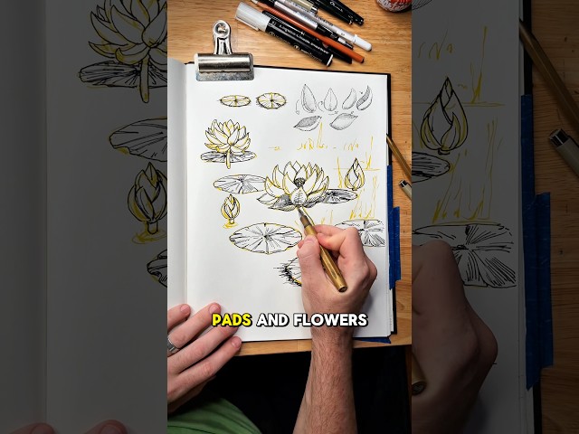 How to draw lily pads and lotus flowers.