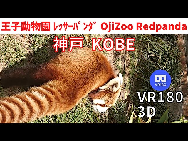 VR180  Japan KOBE Oji Zoo ”Red panda” 神戸散歩 王子動物園 "レッサーパンダ"