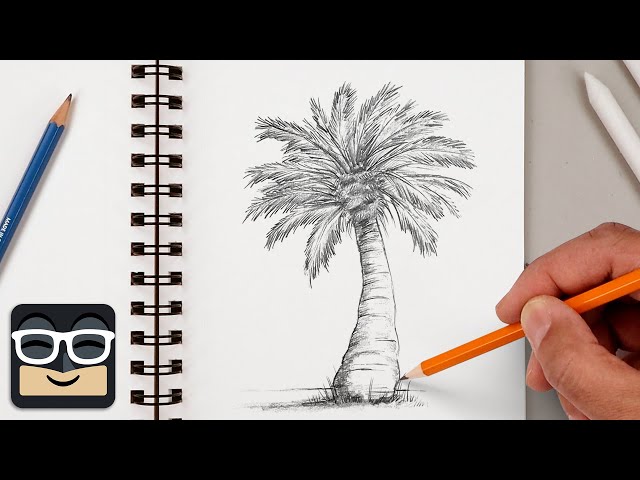 How to Draw a Palm Tree | Step by Step Sketch Lesson