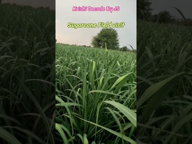 🌱 ಸಮತೋಲನ ಪೋಷಕಾಂಶ ನಿರ್ವಹಣೆಯಿಂದ ಆರೋಗ್ಯಕರ ಕಬ್ಬಿನ ಬೆಳೆ 🌾 | ಉತ್ತಮ ಬೆಳವಣಿಗೆ.#farming