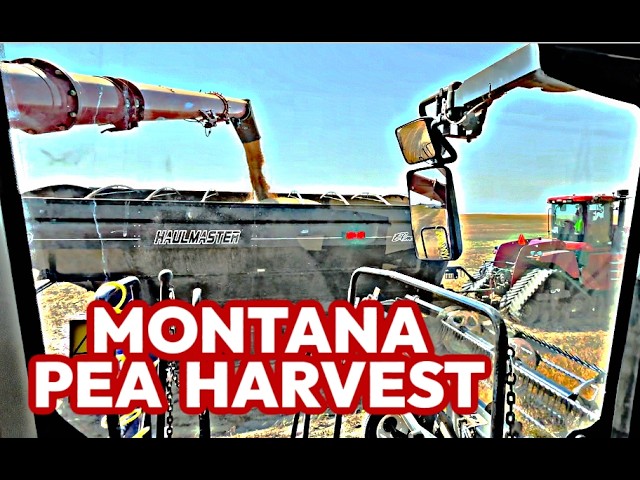 Harvest Day 13:  Tony Can't Keep Up!