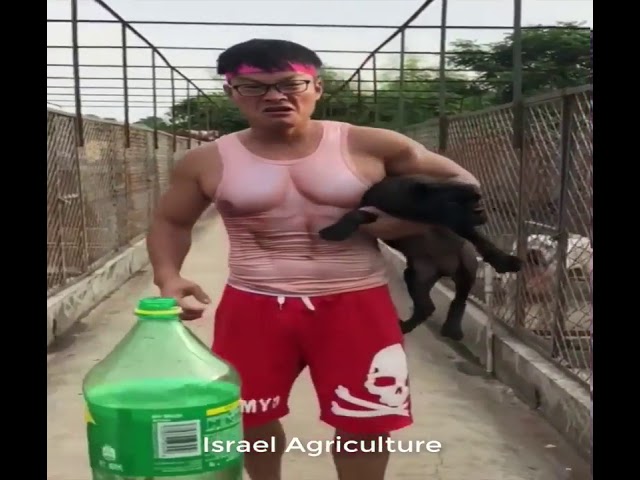 Amazing Dogs