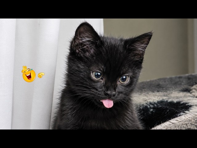 Best Cat Moments 🐈 | TRY NOT TO LAUGH – FUNNY Cat FAILS Compilation 😹😂