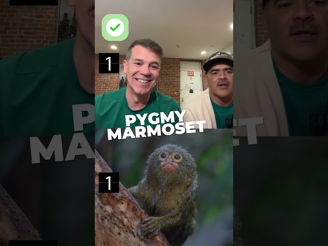 Christopher Jackson & Anthony Veneziale vs. the Archduke Ferdinand marmosets #wildlife #animals #pbs
