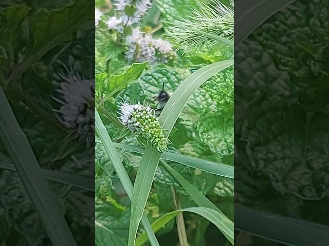 Spearmint love!...
