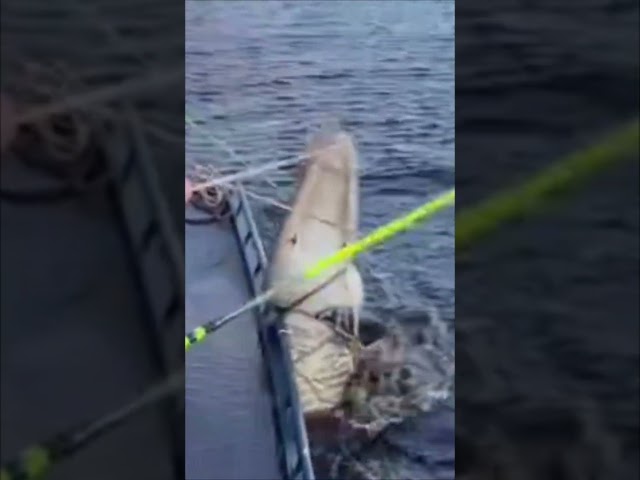 GIANT ALLIGATOR CAPTURED! 7/15 #viral #short #youtubeshorts #shorts #viralvideo #youtube #shortvideo