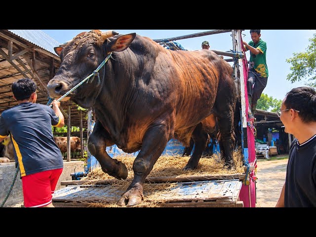 Unique Monster Cattle 🔥 Unloading New Stock at Btm Farm, jumbo cattle getting off the truck🔥