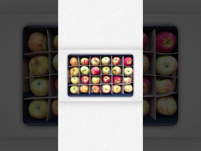 Every Apple Explained