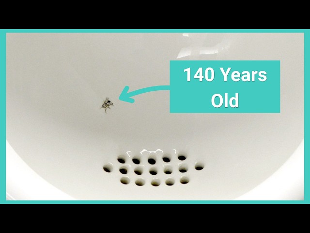 Schiphol's Urinal Fly Is Older Than You Think