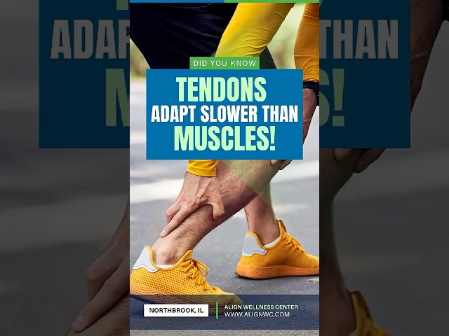 Tendons Adapt Slower Than Muscles! #TendonHealth #NorthbrookChiropractor #InjuryPrevention #shorts