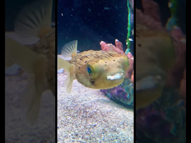 Cute Puffer Fish Eating Shrimp🐡🍤 #shorts