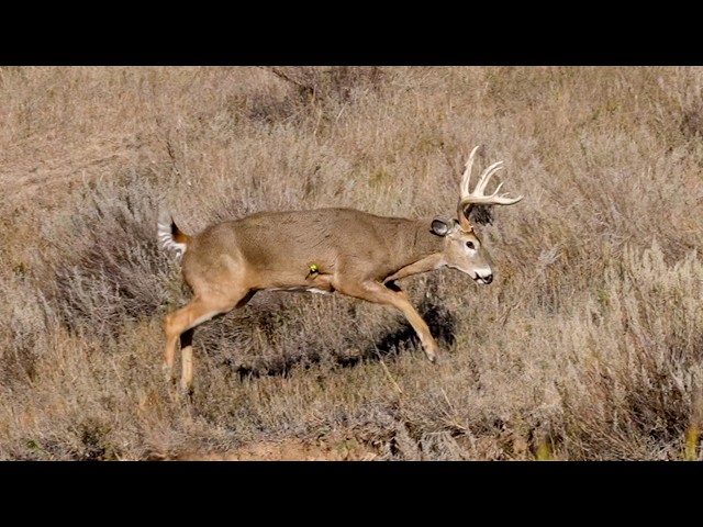 18 pt Buck Public Land Bow Hunting from the Ground | EPIC!!