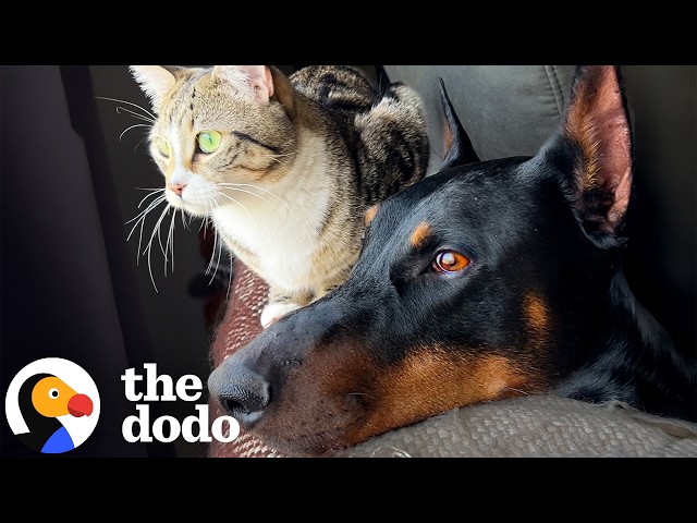 Doberman Discovers Tiny Kittens In His Shed And Falls In Love | The Dodo