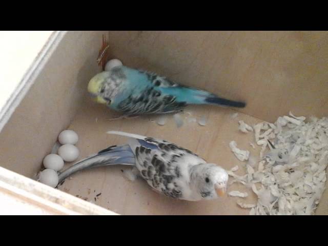 Parakeets Beauty and Skittles with Eggs. Episode 1: Introduction