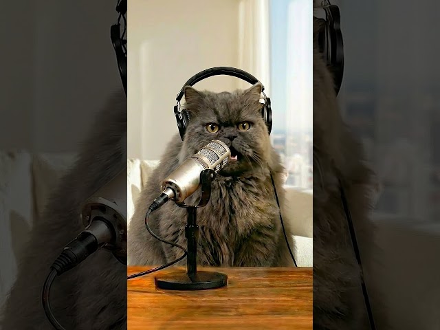 Stop RAGEBAITING your PETS!