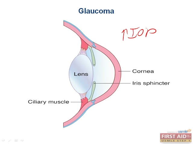 Neurology Anatomy and Physiology Part 11