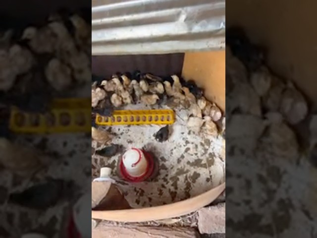 Chicks simple brooder