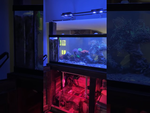125 Gallon Salt Water Reef Aquarium After 6 Years