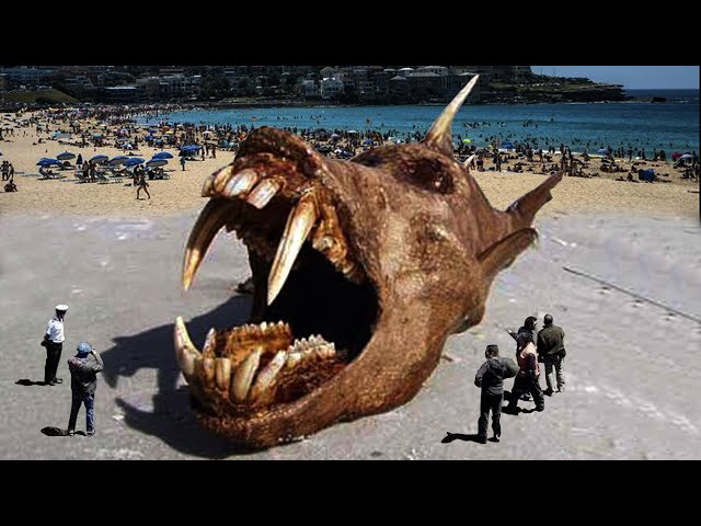 Weirdest Things Washed Up on The Beach