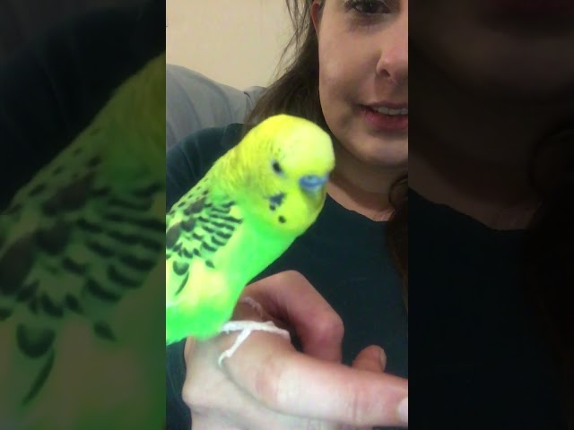 ASMR Sadie Pistachio The Talking Budgie