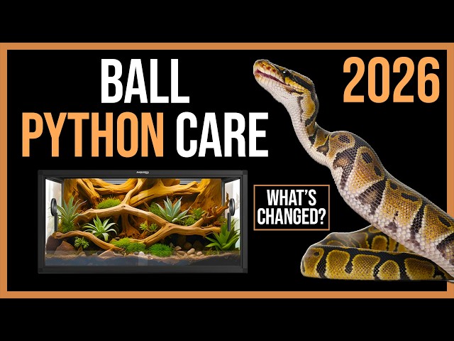 Ball Python Care Guide: What You've Got Wrong!