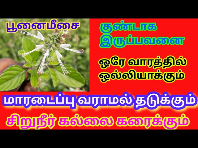 பூனைமீசை/Poonai meesai /Orthosiphon aristatus /Mooligai Maruthuvam/சிறுநீரக கல்லை கரைக்கும் மூலிகை