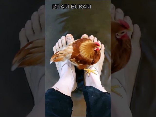 A Chicken Dances on My Feet 🐔💦 | Controlled Chaos (Early on Bandcamp)