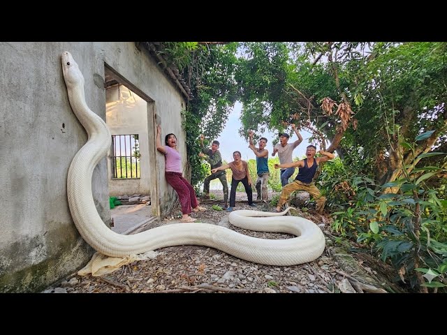 Expert Bravely Captures Giant White Python in Abandoned House