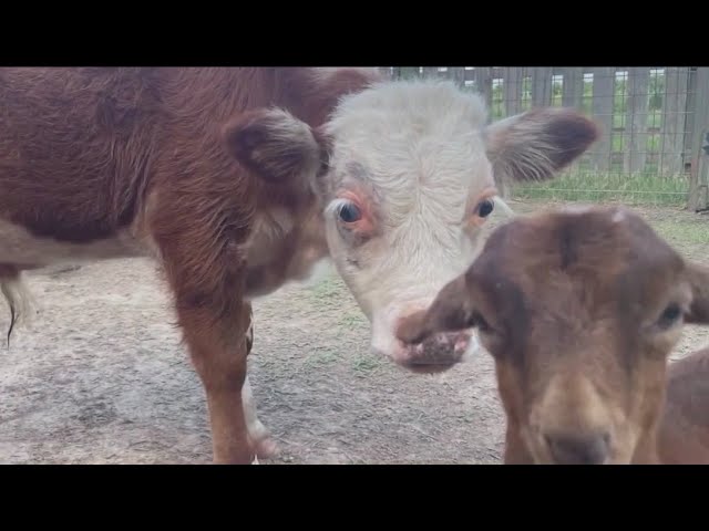2 woman arrested for stealing two farm animals, including a bull from Dewberry Farm