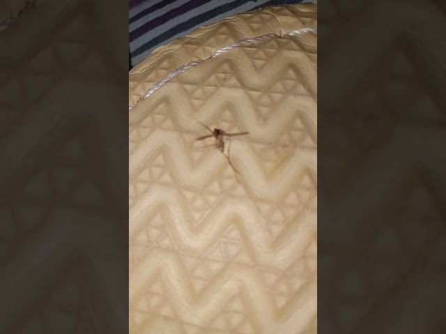 the fly is kill part 1