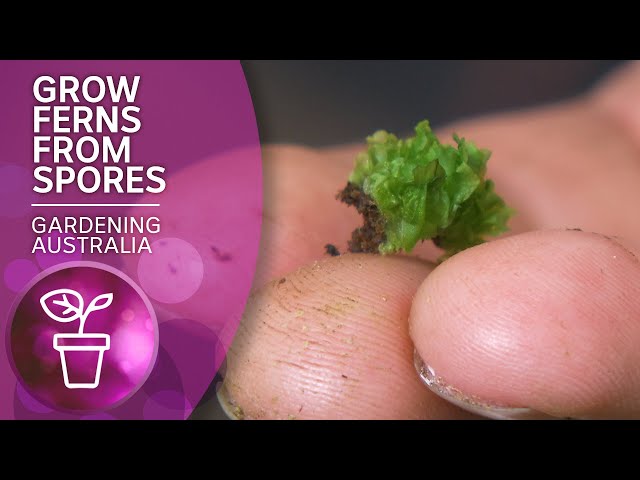 The dark art of propagating ferns from spores | Wow to | Gardening Australia