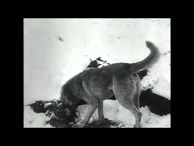The Great War - Part 07 We await the heavenly manna - BBC Documentary