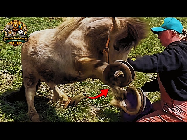 Stella the Neglected Horse Finally Walked Without Pain… It Changed Everything