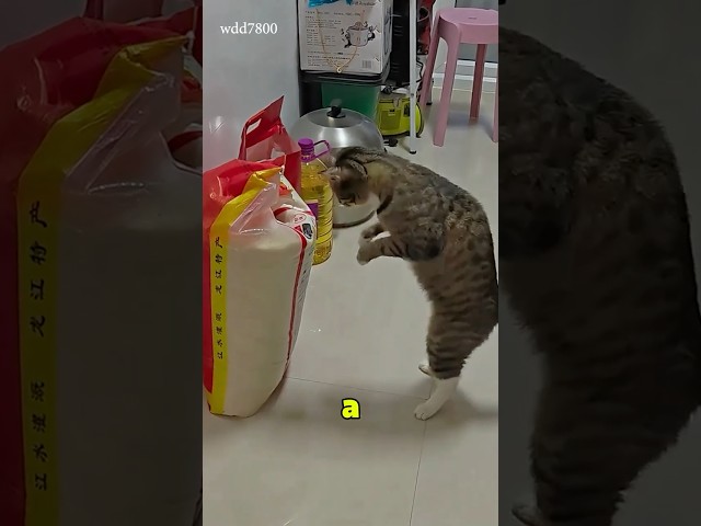 Cats with a dramatic gen