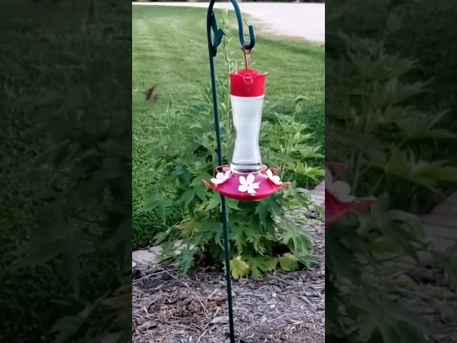 These little ones are just Humming along
