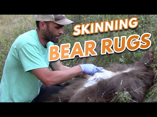 Bear Rug Skinning